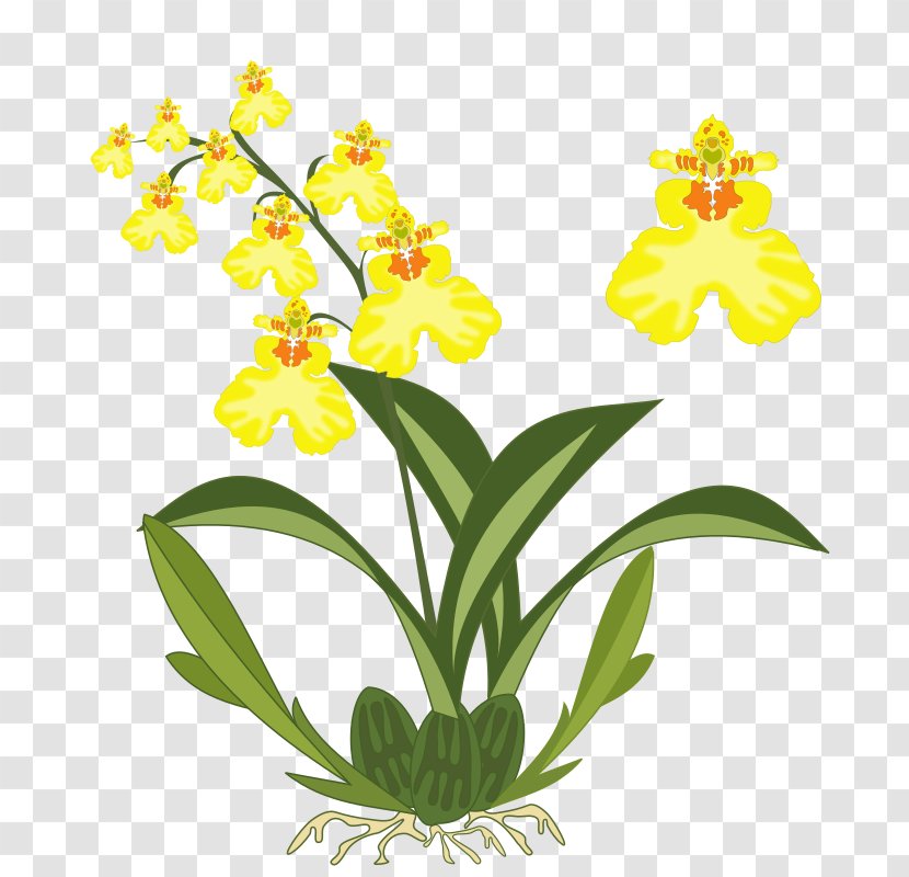 Dancing-lady Orchid Plant Flower Clip Art - Columbian Cliparts Transparent PNG