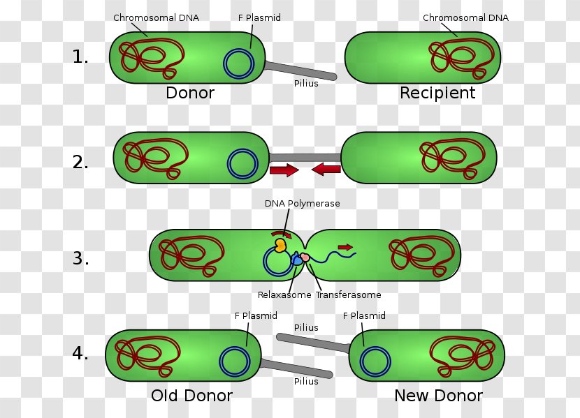 Bacterial Conjugation Pilus Plasmid Fertility Factor - Dna - Killing Bacteria Transparent PNG