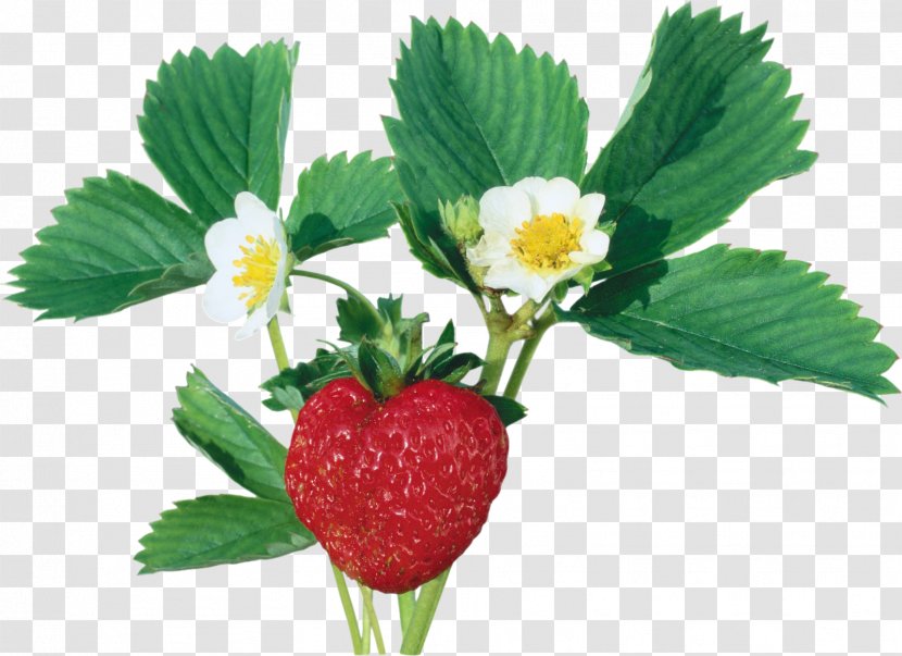Wild Strawberry Varenye Red Raspberry - Auglis Transparent PNG