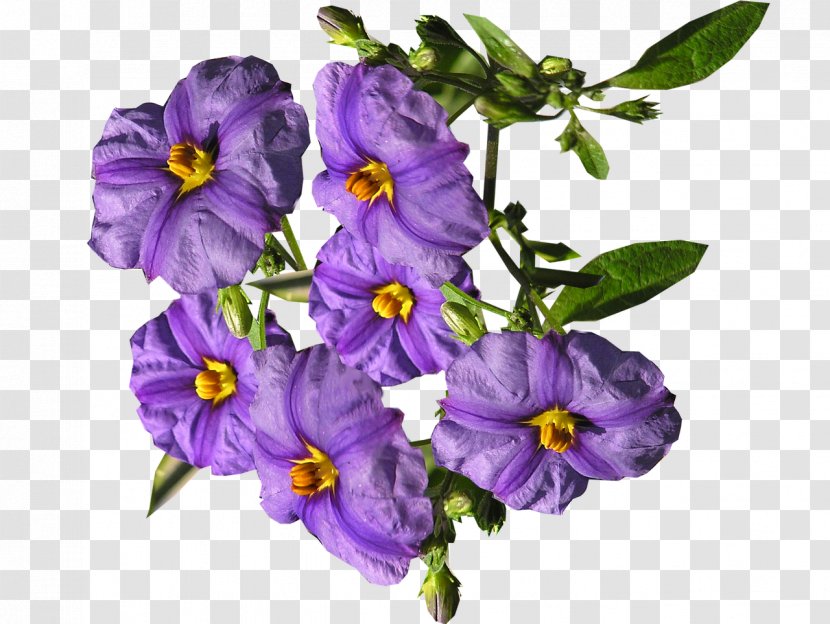 Flower Shrub Purple - Plant Transparent PNG