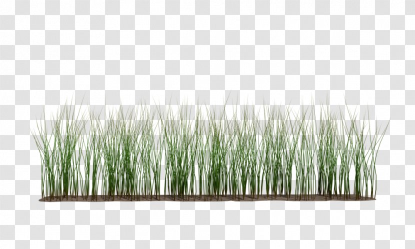 Grasses Commodity Plant Stem - Rice Farm Transparent PNG