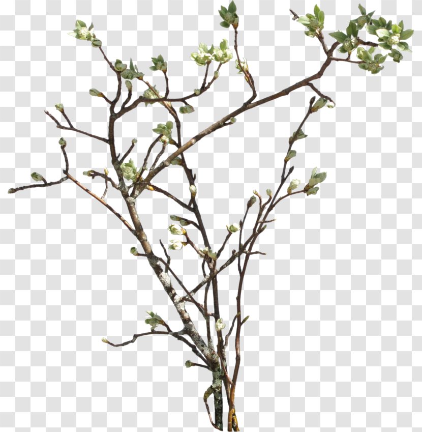 Twig Twilight And Homecoming Leaf Plant Stem Pattern - Branch Picture Transparent PNG
