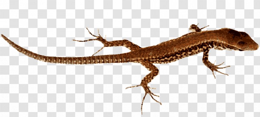 Lizard Komodo Dragon Clip Art - Organism - Pic Transparent PNG