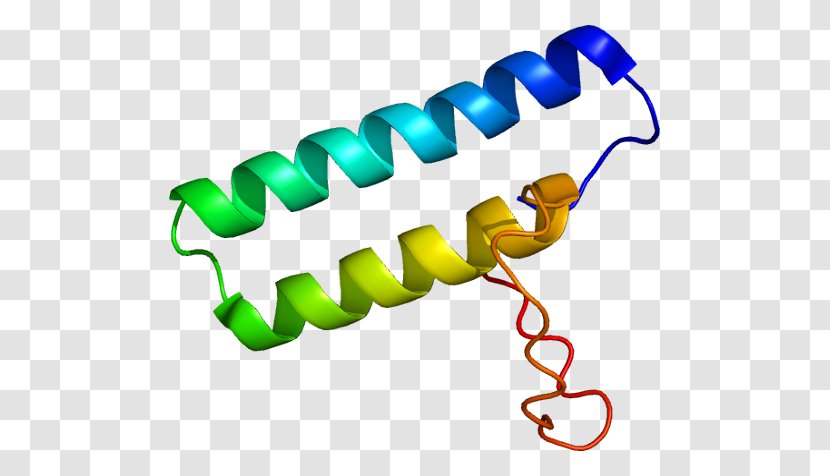 Protein Transfer RNA Aminoacyl TRNA Synthetase Translation Gene - Cytoplasm Transparent PNG