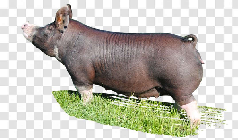 Domestic Pig Mammal Animal Mauck Show Hogs - Ear - Boar Transparent PNG