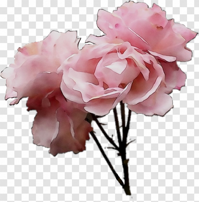 Garden Roses Cabbage Rose Floribunda Cut Flowers - Plant Stem - Flower Transparent PNG