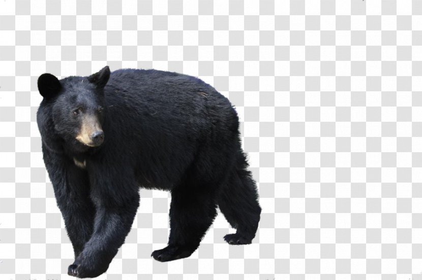 Brown Bear Polar Florida Black - Silhouette - Image Transparent PNG