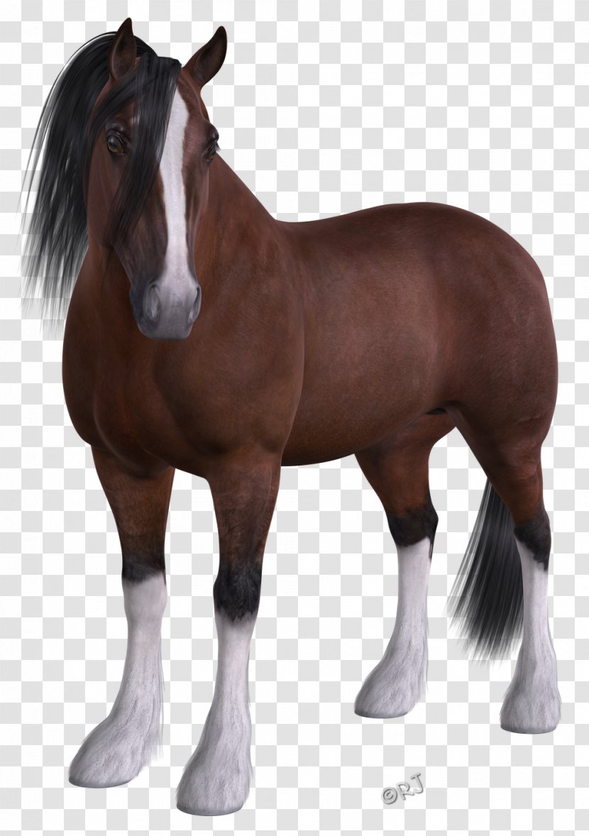 Mustang Stallion Felidae Pony Pack Animal - Rein Transparent PNG