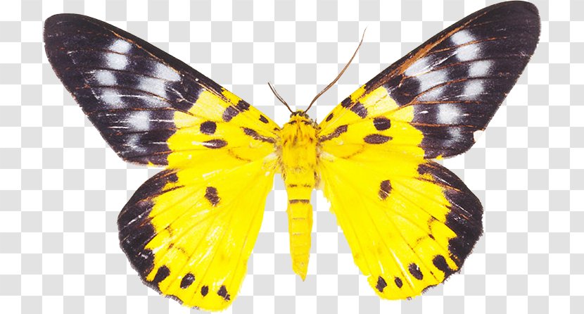 Clouded Yellows Butterflies And Moths Drawing Pieridae - Artikel - Symmetry Transparent PNG