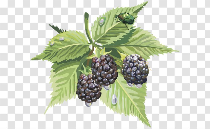 Mûre Auglis Mulberry - Bramble Transparent PNG