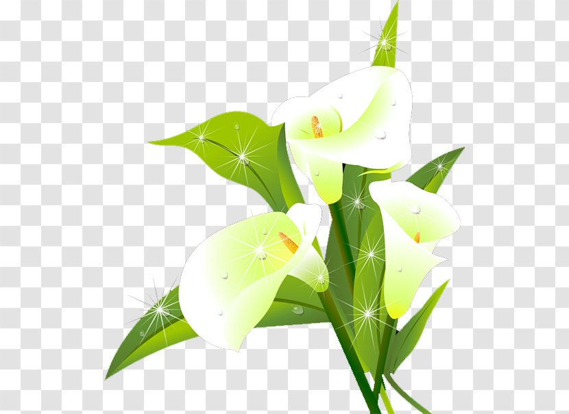 Lilium Flower Download - Floral Design - Lily Transparent PNG