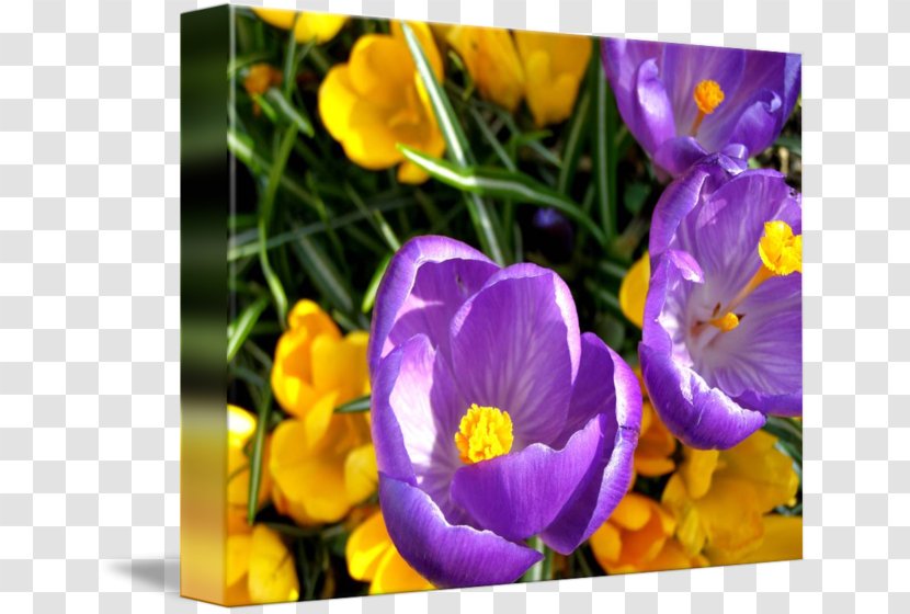 Crocus Primrose Gallery Wrap Canvas Wildflower - Purple Transparent PNG