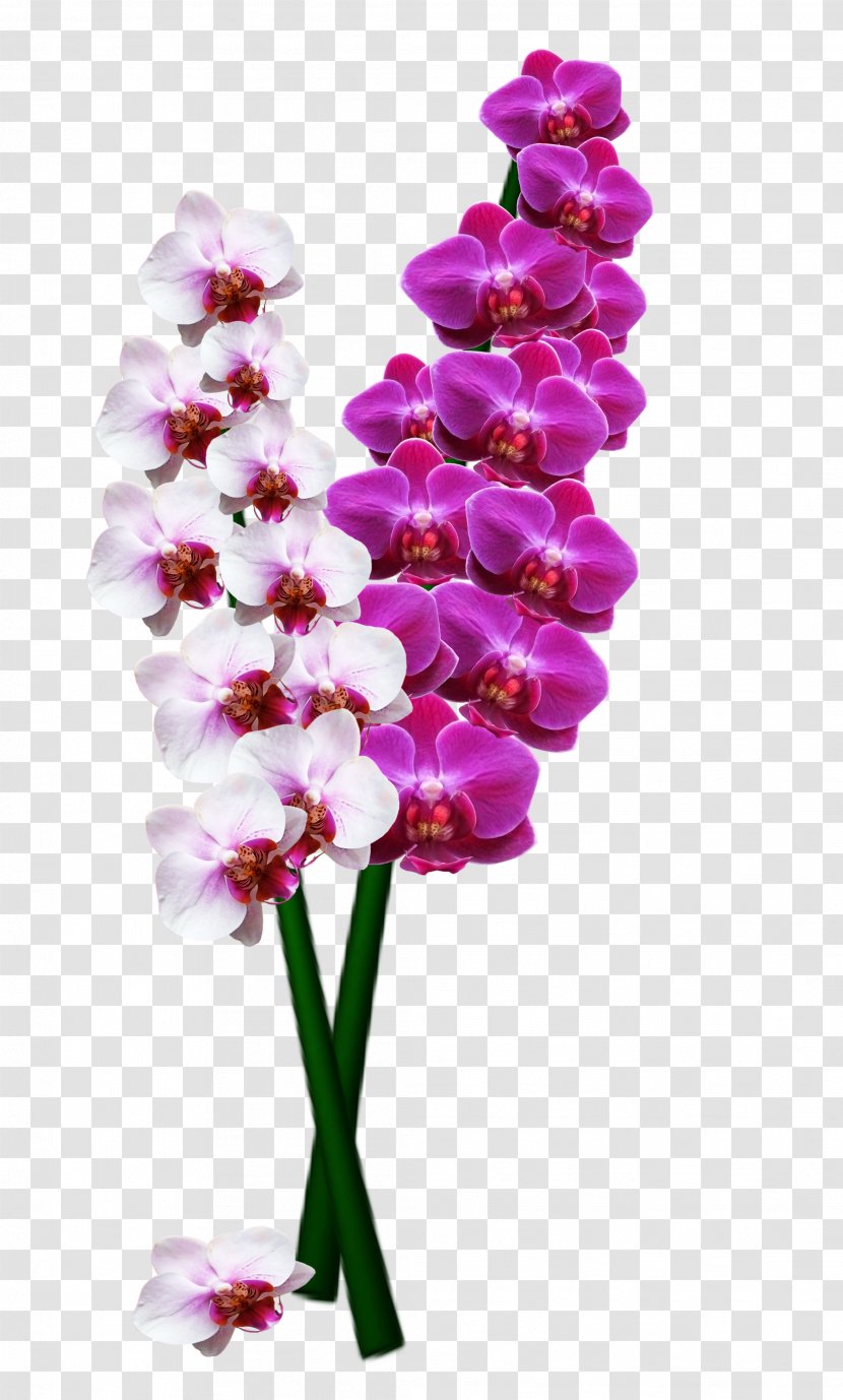 Orchids Stock.xchng Image Flower Orchis - Plant Transparent PNG