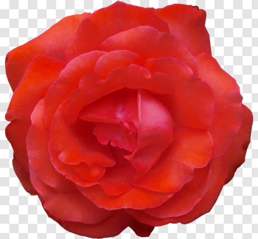 Garden Roses Cabbage Rose China Floribunda Japanese Camellia - Peony Transparent PNG