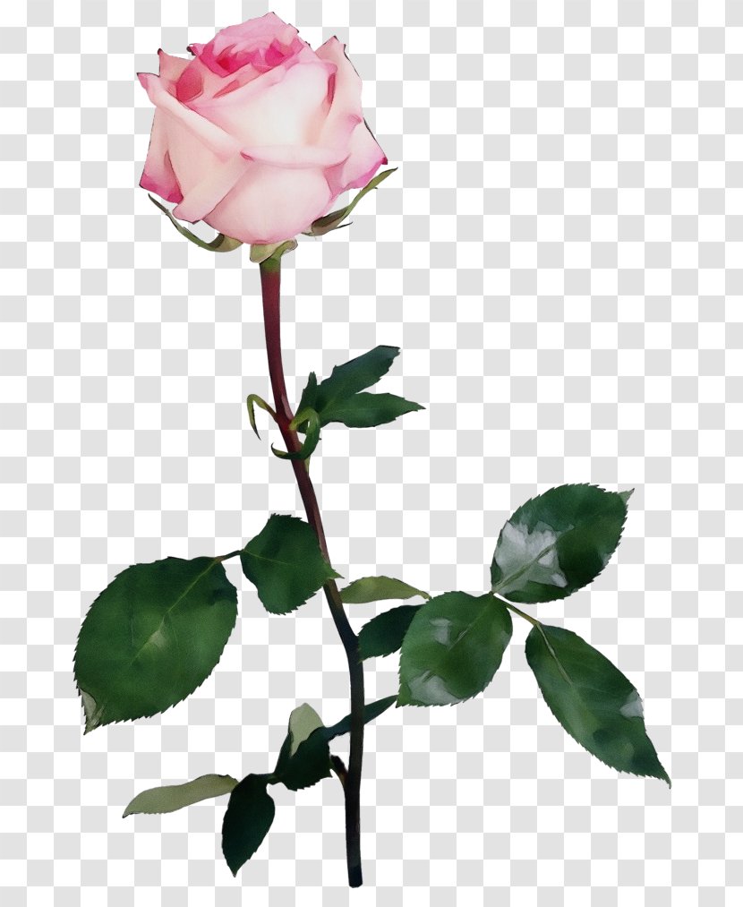 Garden Roses - Hybrid Tea Rose - Family Transparent PNG