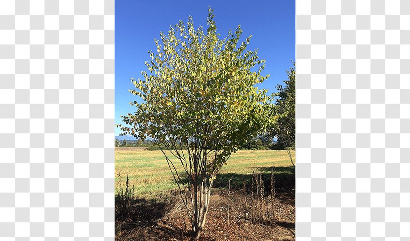 Oak Tree Maple Willow Shrub - Land Lot - Deciduous Specimens Transparent PNG