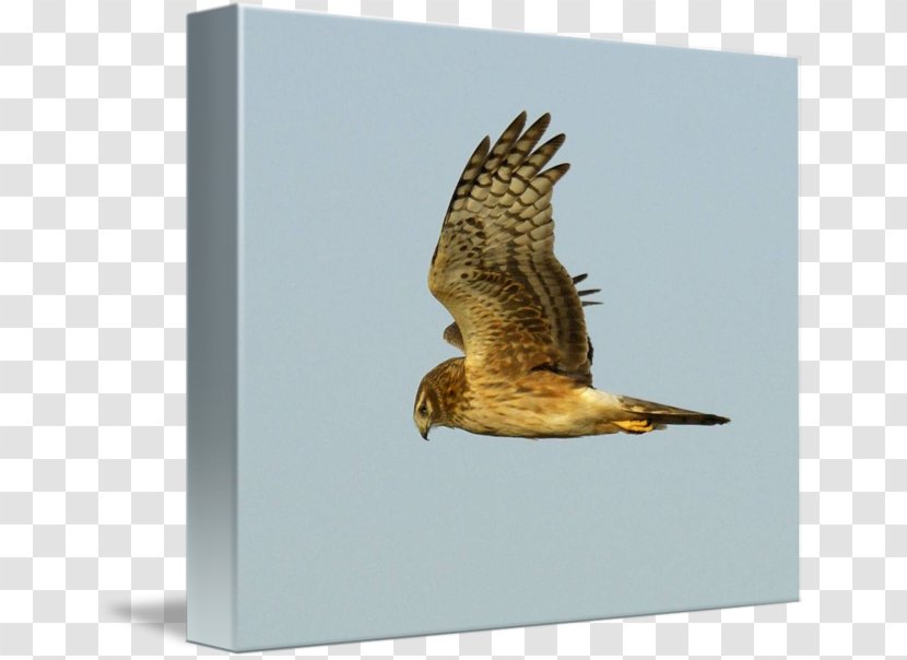 Red-tailed Hawk Bird Buzzard Eagle - Accipitriformes Transparent PNG