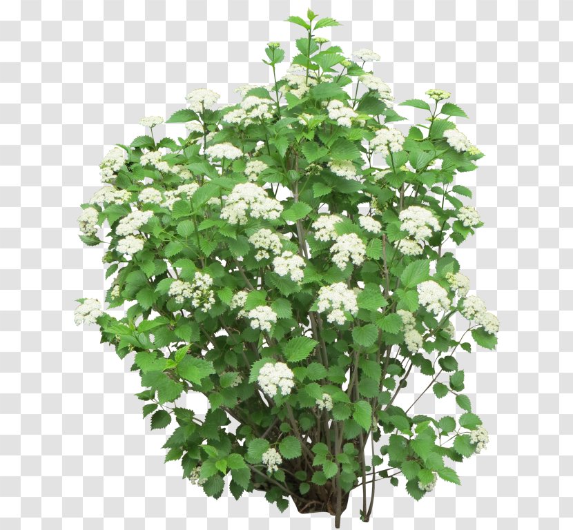 Shrub Rose Flower - Viburnum Transparent PNG