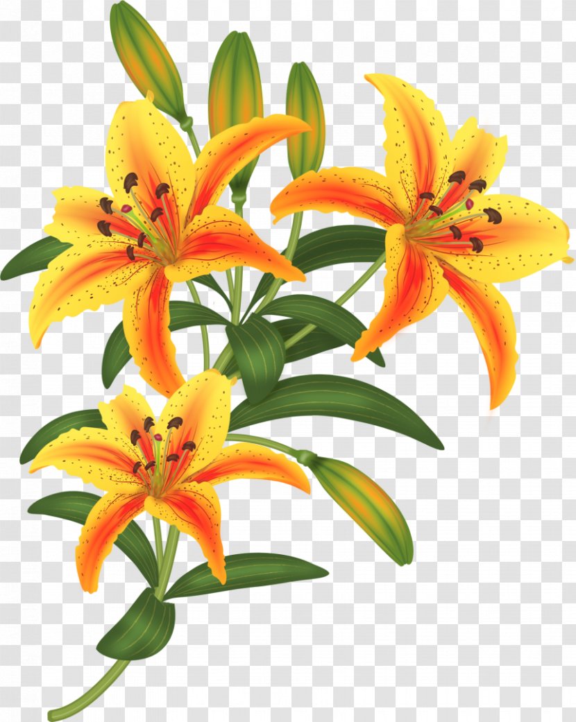 Flower Paper Lilium Drawing - Orange Lily - Flowers Transparent PNG