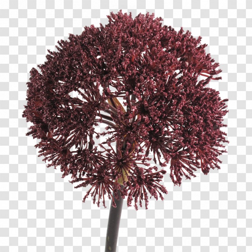 Plant Burgundy Tree Twig Maroon - Flowers Transparent PNG