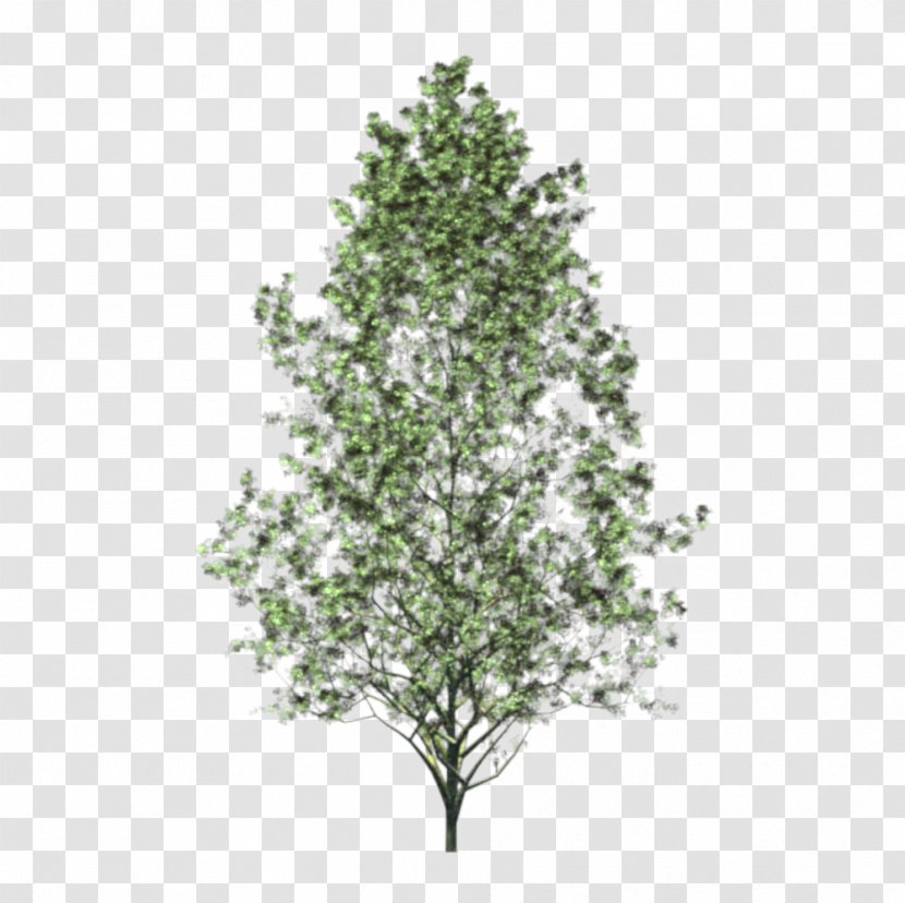 Christmas Tree Aspen Decoration Woody Plant - Evergreen - Arboles Transparent PNG