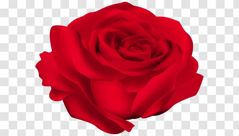 Rose Red Clip Art - Flower Transparent PNG