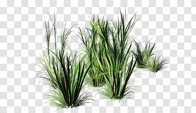 Weed Transparent PNG