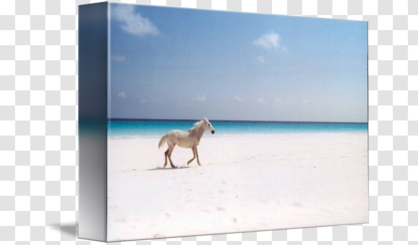 Horse Gallery Wrap Picture Frames Canvas Sea - Frame - On Beach Transparent PNG