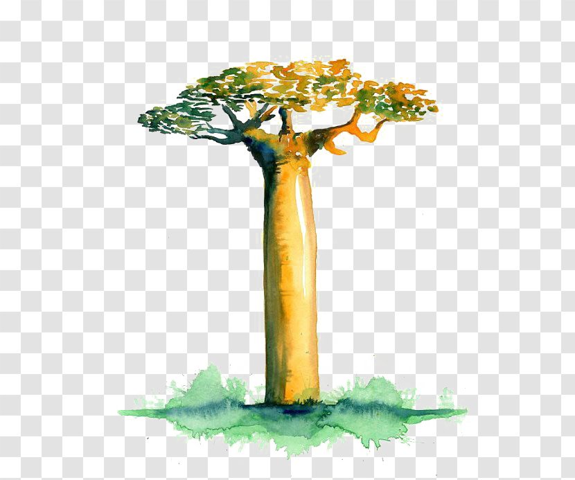 Avenue Of The Baobabs Adansonia Gregorii Digitata Tree Clip Art - Watercolor Transparent PNG