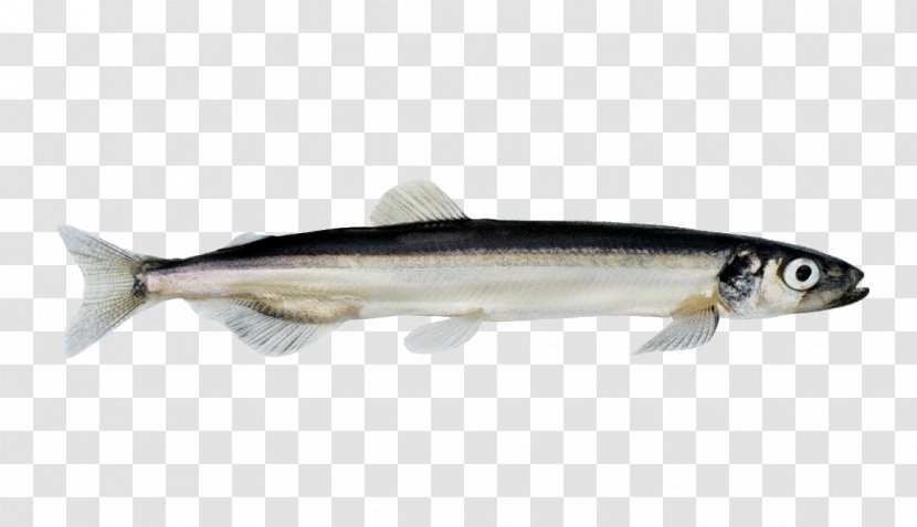 Norway Barents Sea Norwegian Capelin Fish - Salmon - Depths Transparent PNG