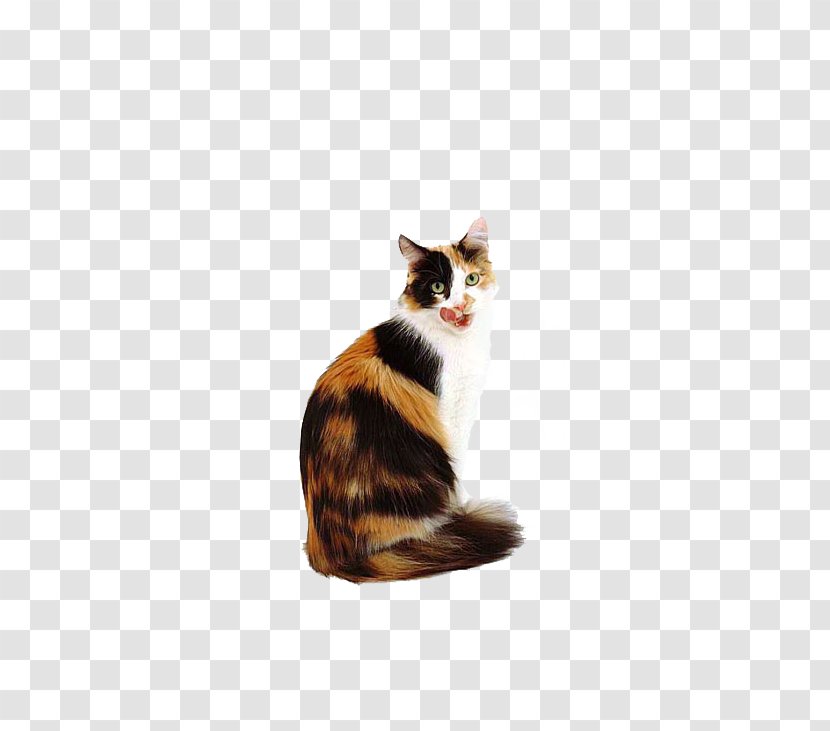 Calico Cat Kitten Dog Popular Names - Whiskers - Looking Back Transparent PNG