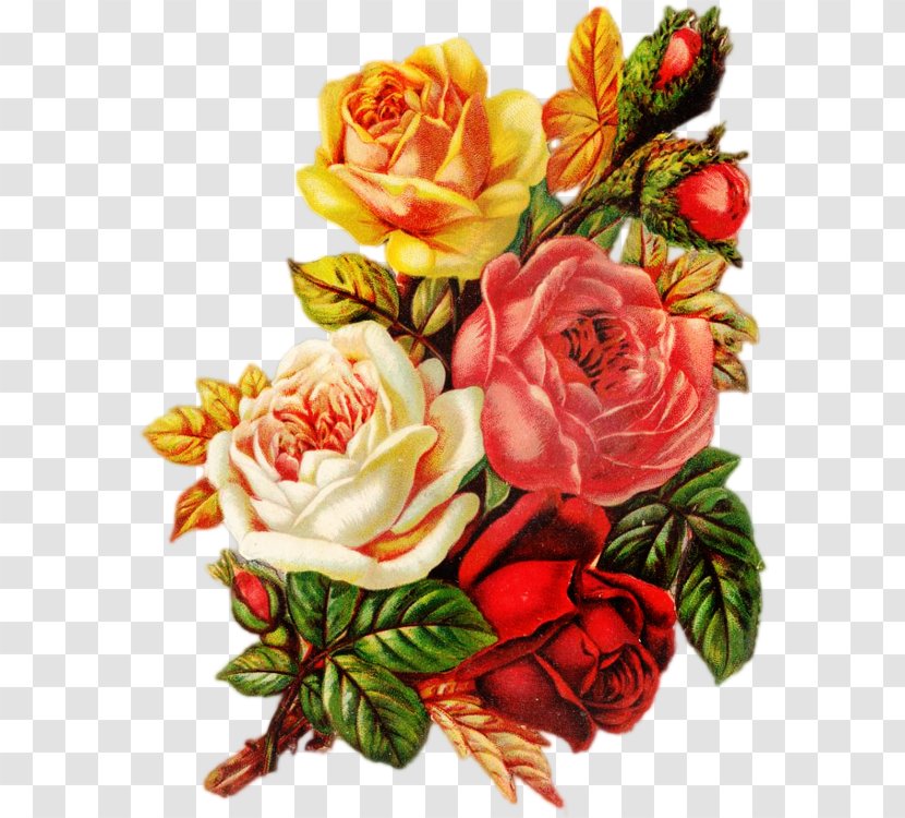 Garden Roses Centifolia Beach Rose Flower Bouquet - Petal - Vintage Transparent PNG