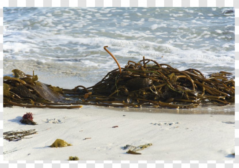 Ascophyllum Nodosum Algae Seaweed Kelp - Sea Transparent PNG