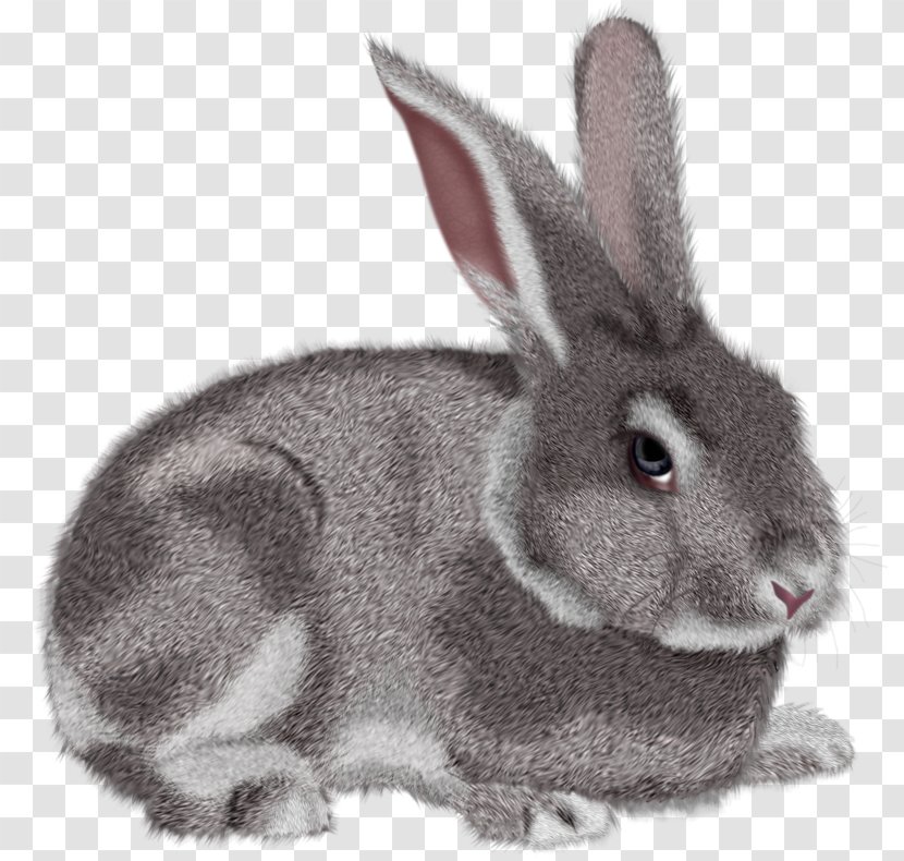 Hare Domestic Rabbit Clip Art - Rabits And Hares - Bunny Transparent PNG