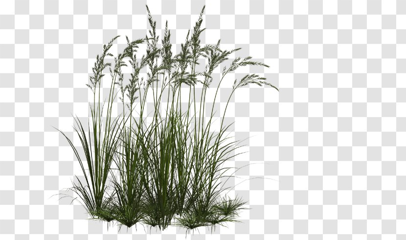 Grasses Ornamental Grass Clip Art - Branch - Flowers Transparent PNG