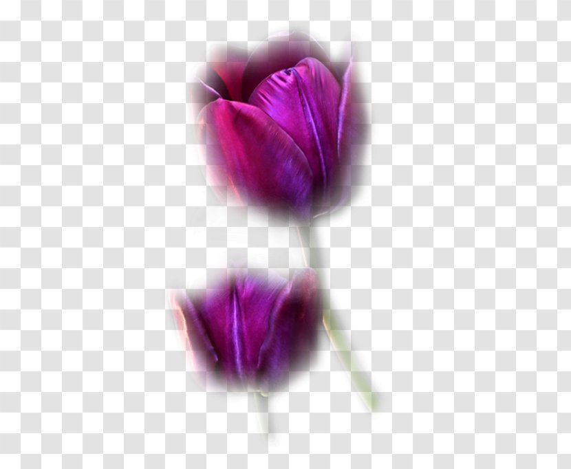 Tulip Pink Flowers Purple Blue - Zimnij Son Transparent PNG