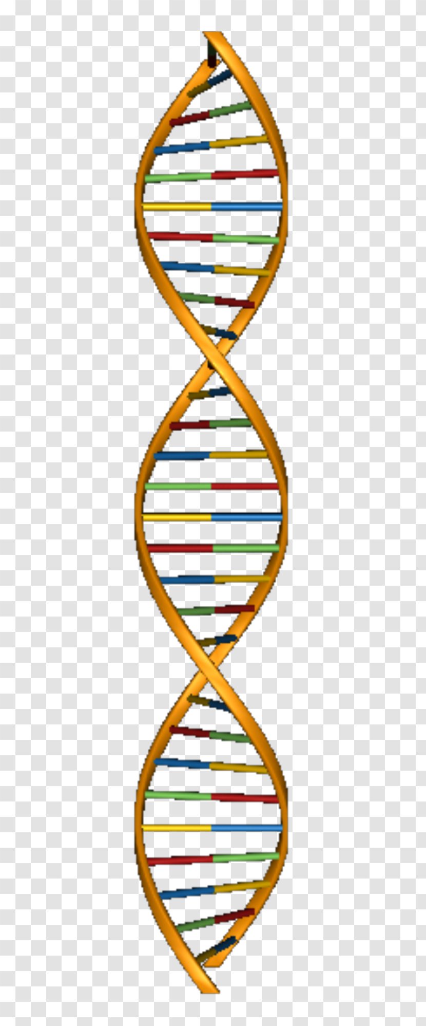 Molecular Models Of DNA Nucleic Acid Structure Double Helix Clip Art ...