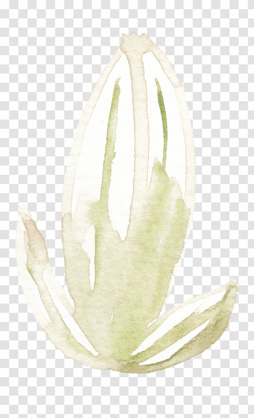 White Lilium Candidum Fleur-de-lis - Flower - Hand-painted Lily Transparent PNG
