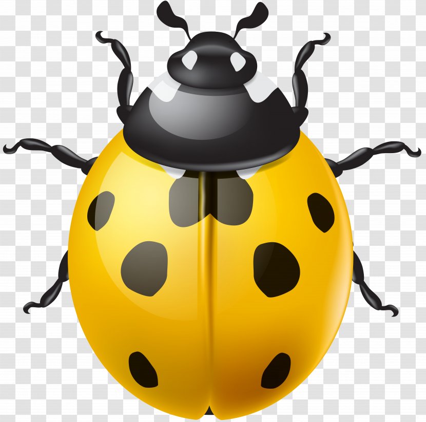 Ladybird Beetle Clip Art Transparent PNG