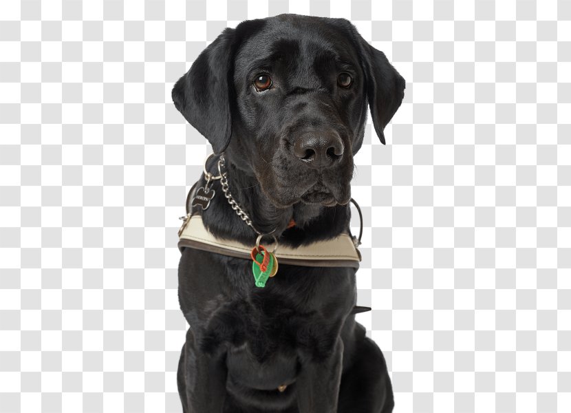 Labrador Retriever Golden Dog Collar Puppy Cat - Black Transparent PNG