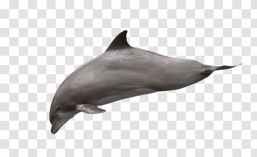 Tucuxi Short-beaked Common Dolphin Porpoise White-beaked Rough-toothed - Organism - Cute Transparent PNG