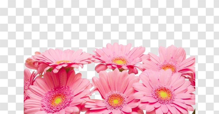 Chrysanthemum Xd7grandiflorum Petal Red Flower - Pink Decoration Material Transparent PNG