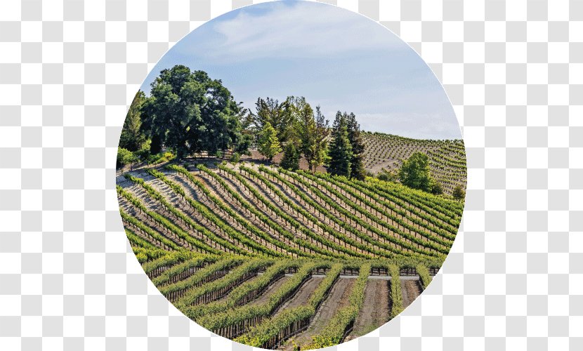 Paso Robles Napa County, California Wine Country Sonoma - Travel - Misty Mountains Oregon Transparent PNG