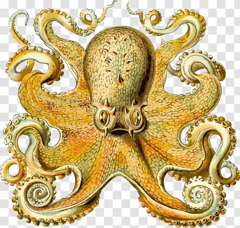 Other Minds: The Octopus And Evolution Of Intelligent Life Seabird's Cry: Lives Loves Planet's Great Ocean Voyagers Origin Consciousness In Breakdown Bicameral Mind - Octapus Transparent PNG
