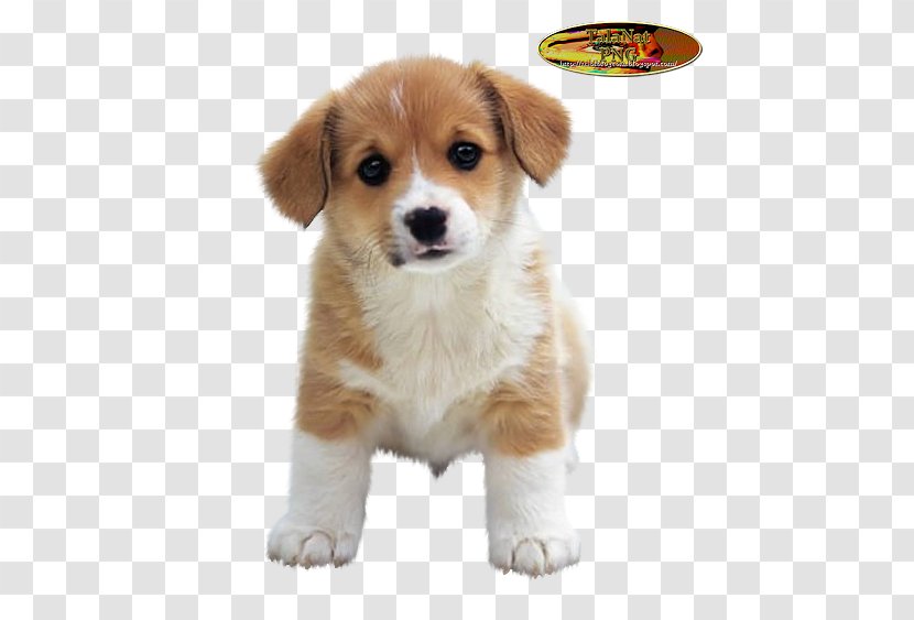 Puppy Shih Tzu Jack Russell Terrier Yorkshire Cuteness - Mobile Phones Transparent PNG