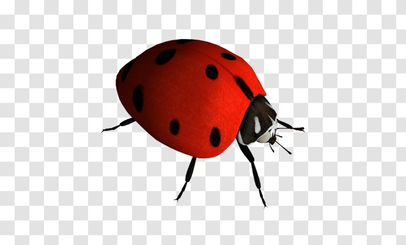 Insect Ladybird Clip Art - Invertebrate - Ladybug Transparent PNG