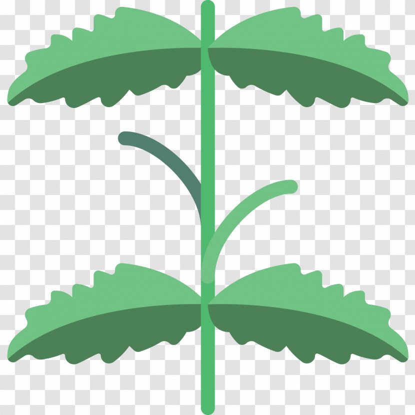 Mint Leaf - Plant - Herb Tree Transparent PNG