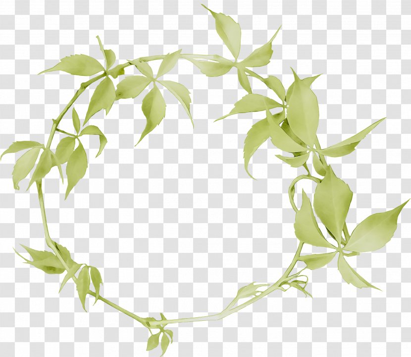 Product Flower Plant Stem Leaf - Twig - Ivy Family Transparent PNG