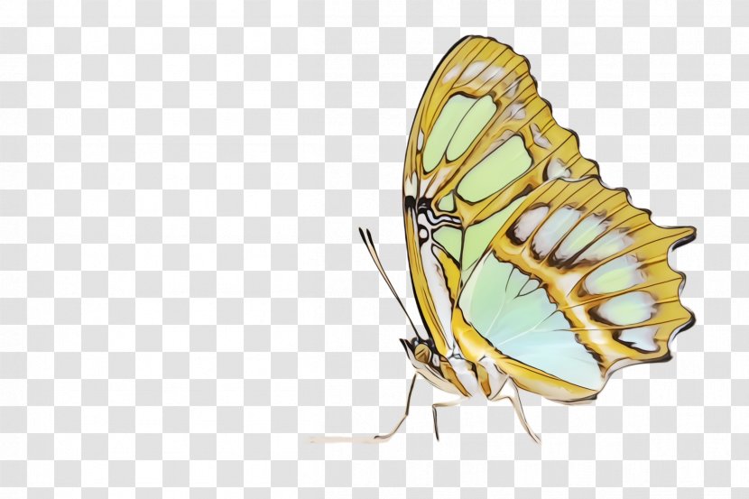 Butterfly Insect Moths And Butterflies Pollinator Wing - Pieridae Papilio Machaon Transparent PNG