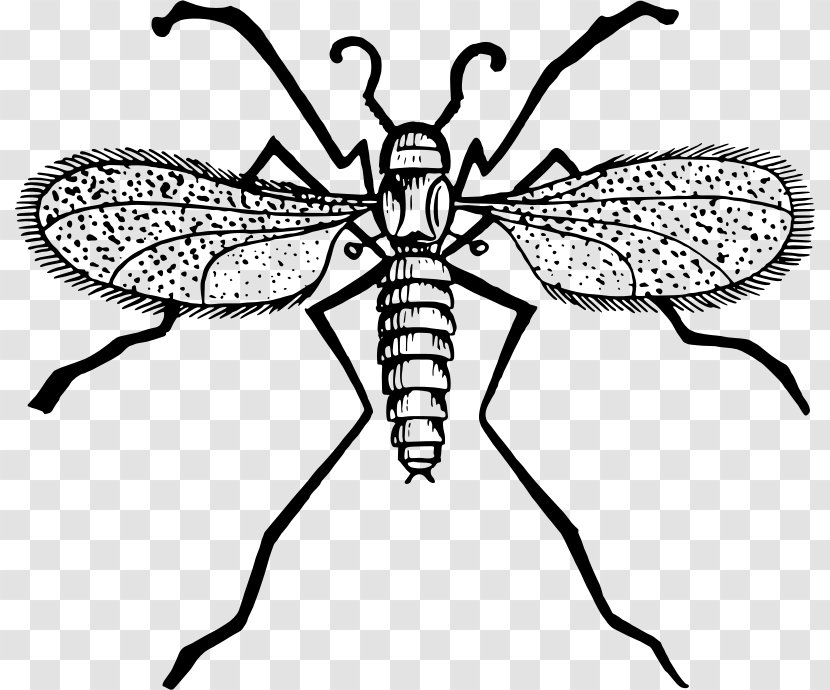 Fly Mosquito Gnat Clip Art - Pest Transparent PNG